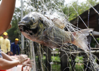 2024’s Environmental Crisis: Bangkok’s Ecology Faces Urgent Threats!