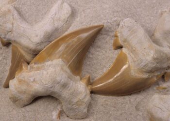 Unlocking Ancient Oceans: How Shark Tooth Forensics Brings Classroom Learning to Life!