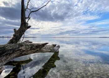 Unchanging Evolution: The Fascinating Paradox of Lake Mendota’s Bacteria