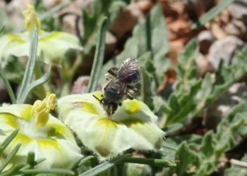 Exciting Discovery: Meet the Adorable New ‘Little Blue Bee’ Species Unveiled in Texas and Oklahoma!