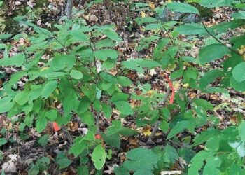 Farmscape Ecology Program Secures Grant to Safeguard Rare Native Species!