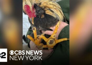 Whistleblowers Reveal Shocking Allegations of Animal Neglect at Holtsville Ecology Center